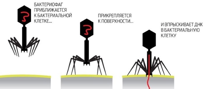 Bacteriophages. List of drugs, what it is, types, purpose, where to buy against viruses