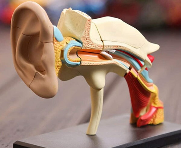 Unutarnje uho. Čime je ispunjena šupljina, struktura, anatomija, funkcije