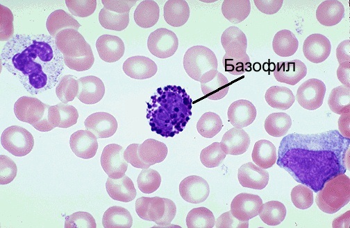 basophils in the blood are elevated, lowered the rate of women, adult, child age