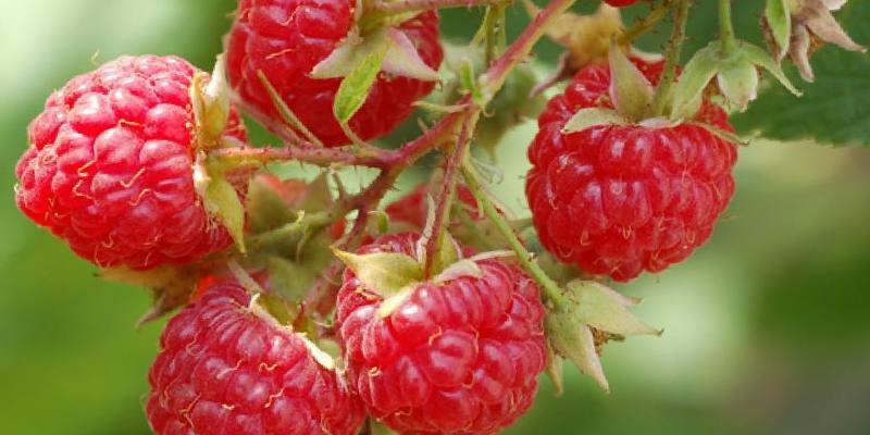 raspberry affects the pressure - increases or decreases