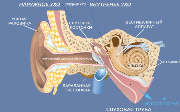 Auricle. Anatomy, structure of the middle, outer, inner ear, functions