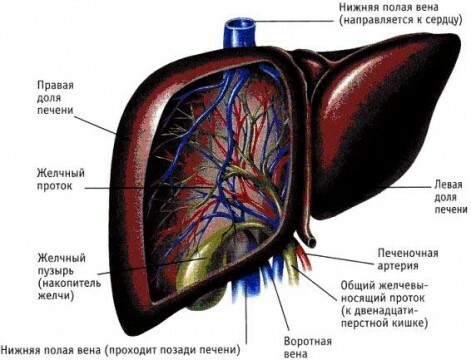 Struktura jetre
