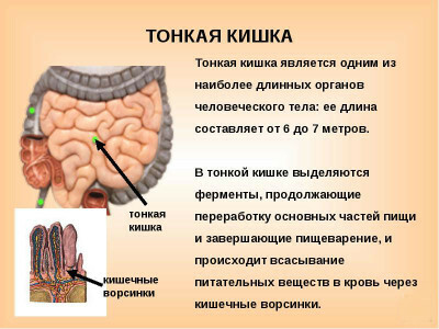 How to clean a thin, large intestine at home?