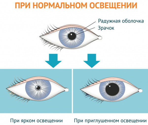 Pupillinis refleksinis lankas. Diagrama, anatomija