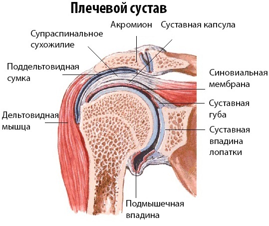 Synovitis of the shoulder joint. Symptoms, treatment, what is it, which doctor to contact, consequences