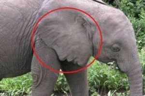 het oor van een olifant in de vorm van een gezicht