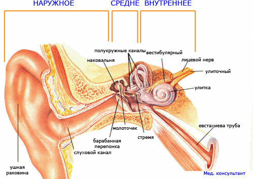 Zariadenie na ucho a typy otitis