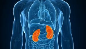 kidney pathologies