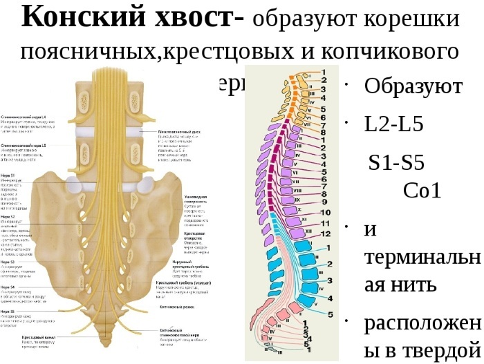 espina dorsal de la cola de caballo. Anatomía, foto, síntomas y tratamiento para hombres, mujeres