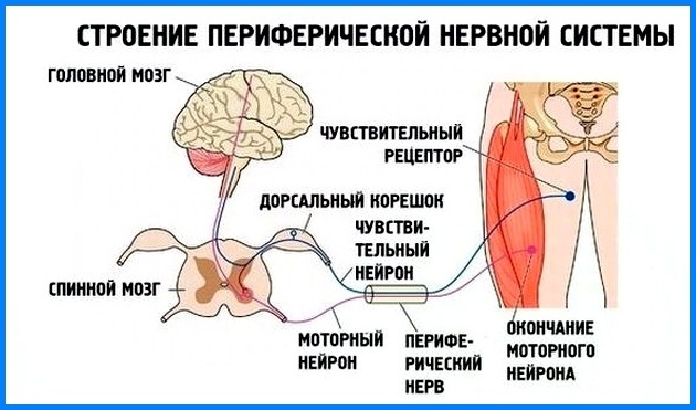 Perifeerne neuropaatia. Mis see on, sümptomid, ravi