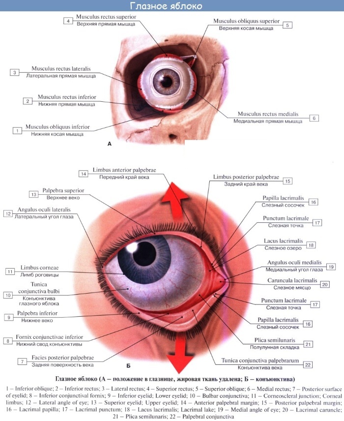 Oční bulva. Roste od narození, struktury, anatomie