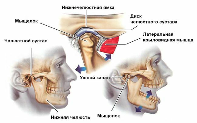 Žandikaulio jungties anatomija