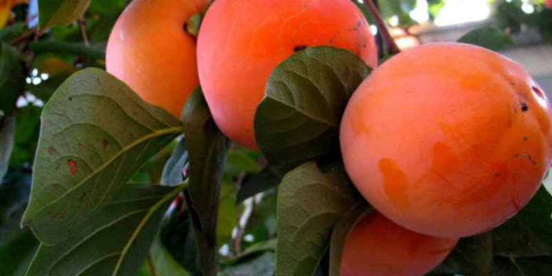What is the benefit and harm of persimmons for the human body?