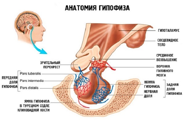 glande pituitaire