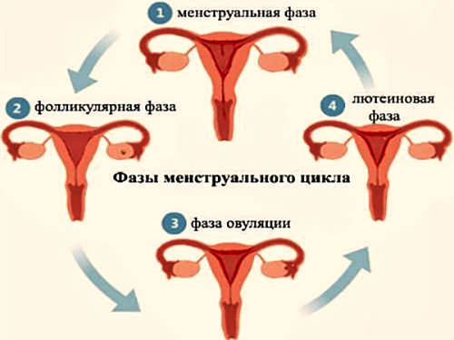 Faza folikularna u kobiet. Co to jest, co to znaczy, w jakim dniu cyklu