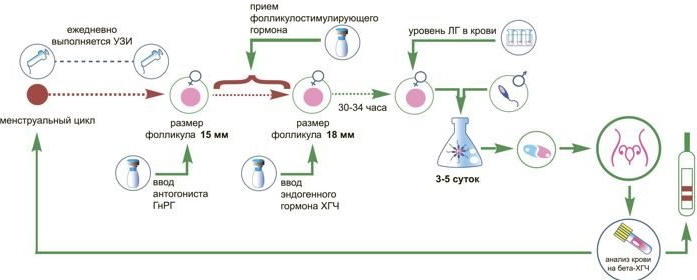 Preparación para la crio-transferencia de embriones en el ciclo natural