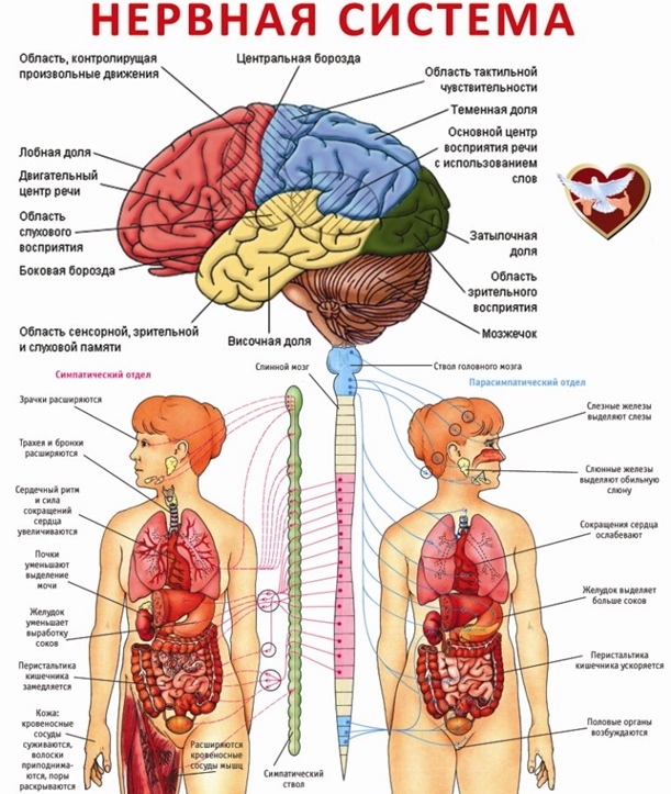Características do sistema nervoso relacionadas à idade: como conter a deterioração de seu funcionamento?