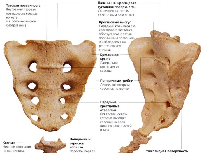 The sacrum in women. Where is located, photo, it hurts, causes during pregnancy, massage