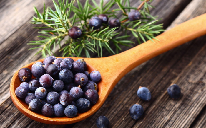 Juniper: benefits and harms to human health