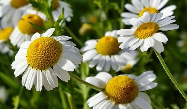 Can I drink chamomile in pancreatitis?