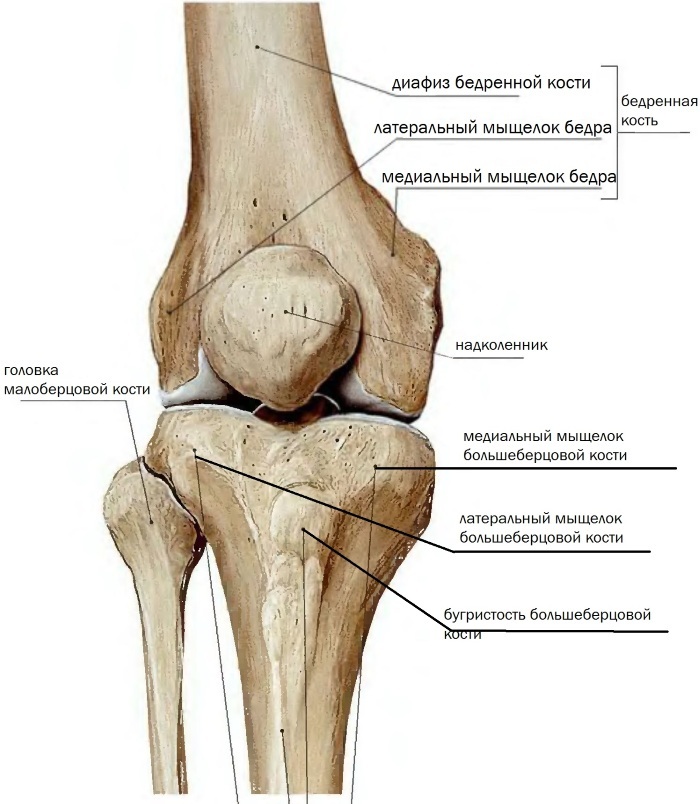 גפיים תחתונות של אדם: שרירים, עצמות, עורקים. סימני מחלה, טיפול