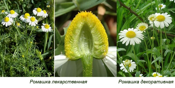 Pharmaceutical camomile. Photo and description, how to distinguish from the field, where it grows, when to collect and dry