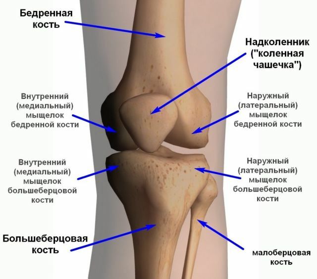 De structuur van de knie