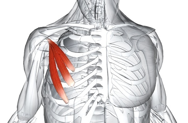 Pectoralis minor muscle. Anatomy, function, exercise, syndrome