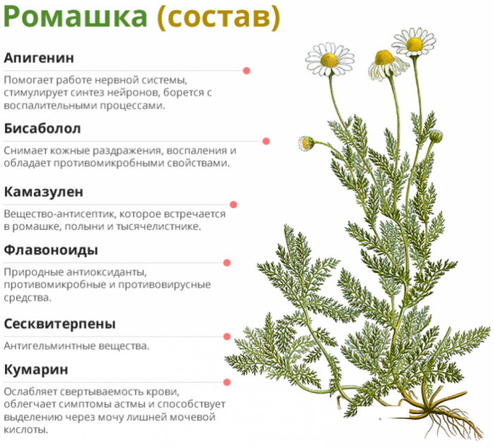 Chamomile decoction. Indications for use, benefits, how to cook