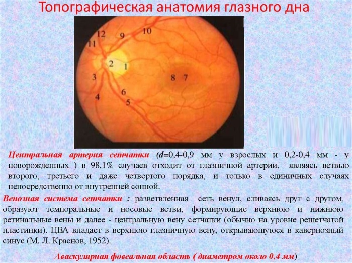 Ocular fundus. How to check what shows, norm, decoding
