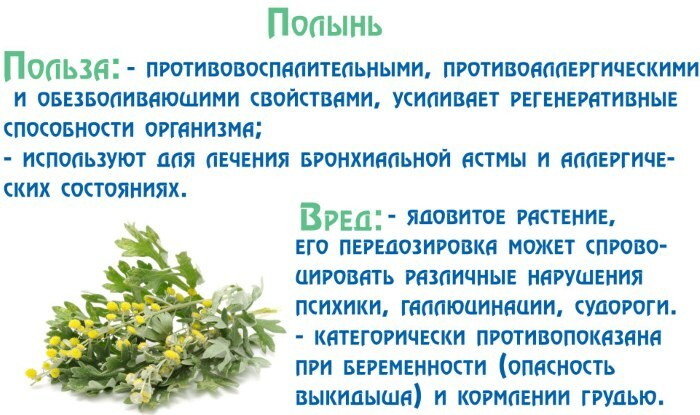 Pelyň lekársky (bylina paliny). Kde kúpiť, výhody, aplikácie, recepty v tradičnej medicíne