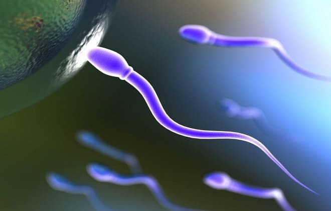 active sperm