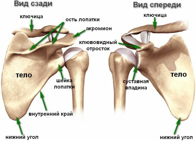 What is the pterygoid scapula: symptoms and treatment of the syndrome