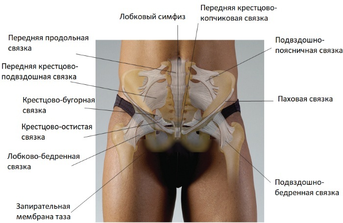 Nedre lemmer på en person: muskler, bein, arterier, vener, skjelett, belte. Anatomi, tegn på sykdommer, behandling