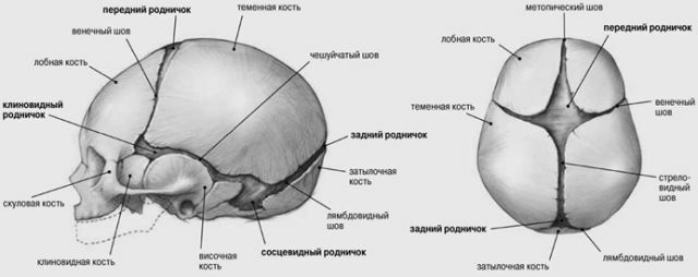 anatomia do crânio de um bebê