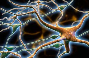 nevronske povezave