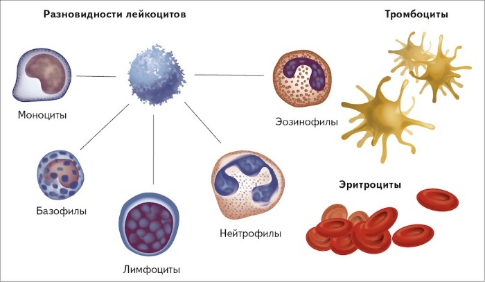 Atypical lymphocytes in the blood test in adults, children are lowered, increased. What does it mean, the norm