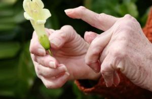 folk remedies for rheumatoid arthritis