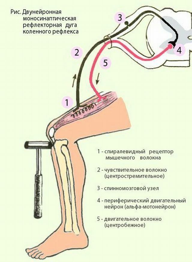 reflex arc of the knee reflex