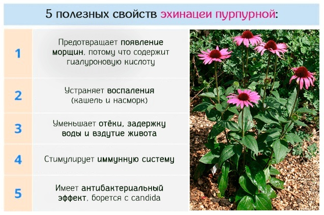 Echinacea sirup til børn, voksne. Brugsanvisning, hvor man kan købe, kontraindikationer, pris, anmeldelser