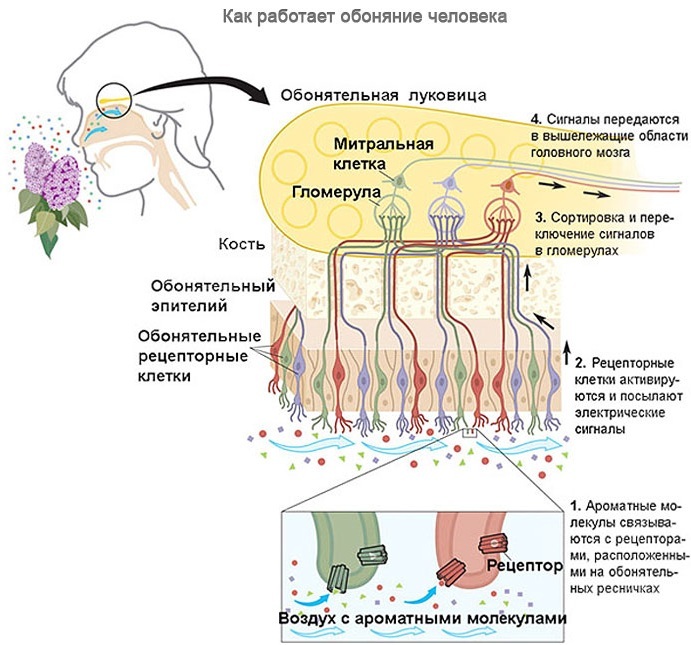 כיצד להחזיר את חוש הריח של האף, לטעום בעזרת תרופות עממיות לאחר מחלה, פגיעת ראש