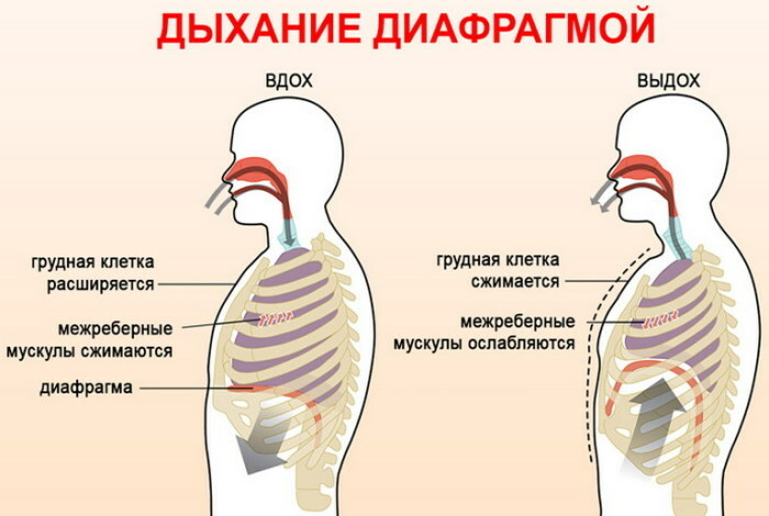 The type of breathing in women is normal, in men. Difference chest, abdominal