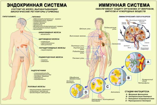 Endocrine and immune systems of man
