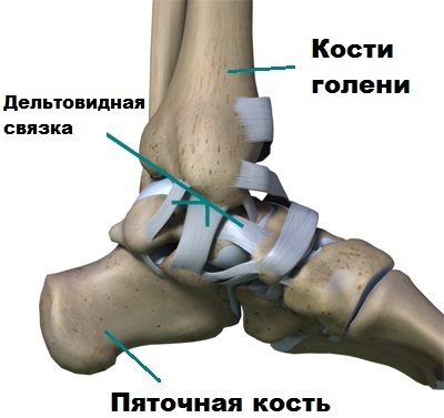 Deltoid ligament af anklen. Anatomi, foto, hvor det er, brud, strækning