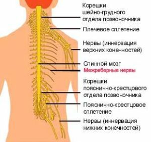 Intercostal nerve