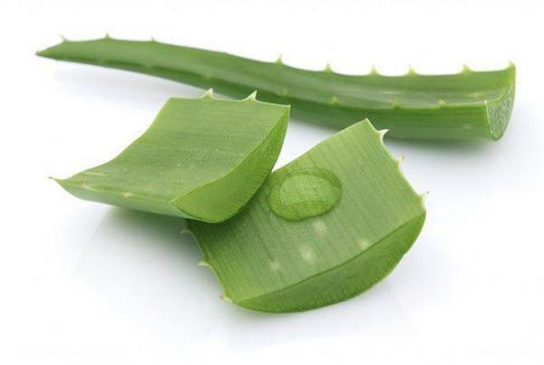 Aloe sulīgajām lapām ir unikāls ārstnieciskais sastāvs