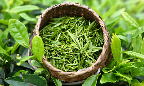 Zielona herbata chroni męską potencję i nie tylko