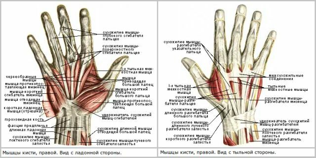 rokas plaukstas anatomija