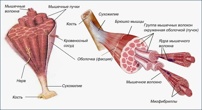 The mechanism of muscle contraction. Physiology, scheme