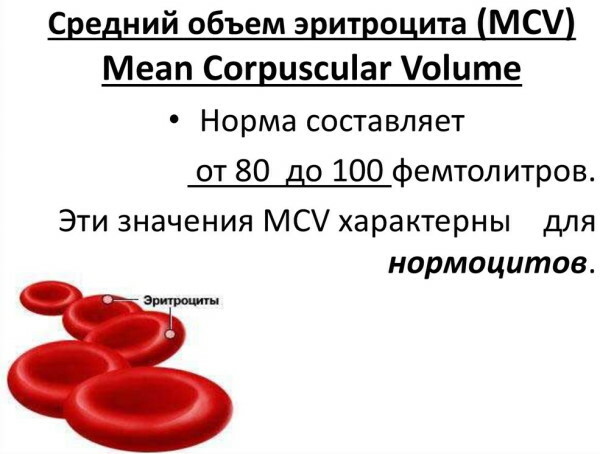 The average erythrocyte volume MCV is increased in women, men